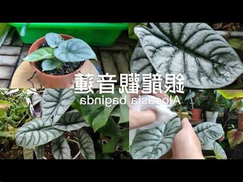 觀音蓮 風水